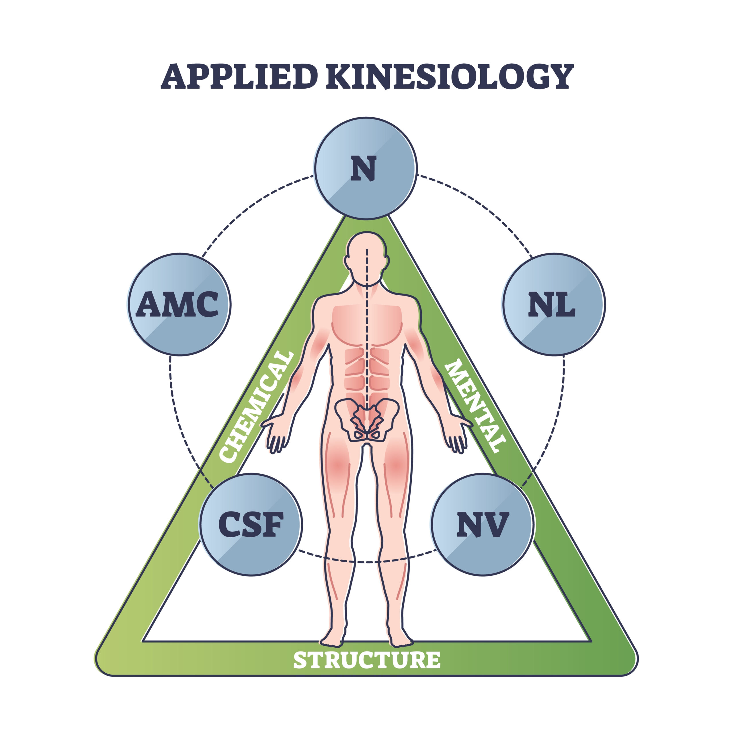 Angewandte Kinesiologie” im Modell ihres Begründers, des US-amerikanischen Chiropraktikers George J. Goodheart.